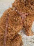 Dog Harness Leather Brown