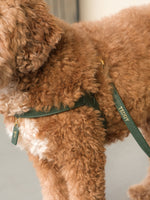 Dog Harness Leather Green